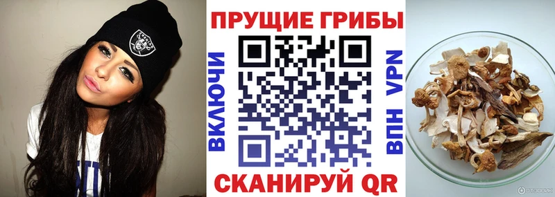 Псилоцибиновые грибы GOLDEN TEACHER  Купить закладки  Нововоронеж 